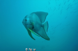 Platax teira (Longfin batfish). (f/6.3, 1/200, ISO-100, 1... by E&e Lp 